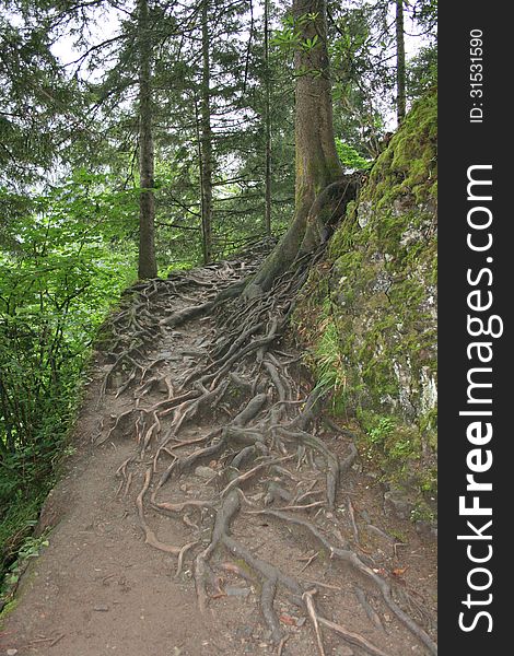 Tree roots on pathway in Sumela ,Trabzon,Turkey