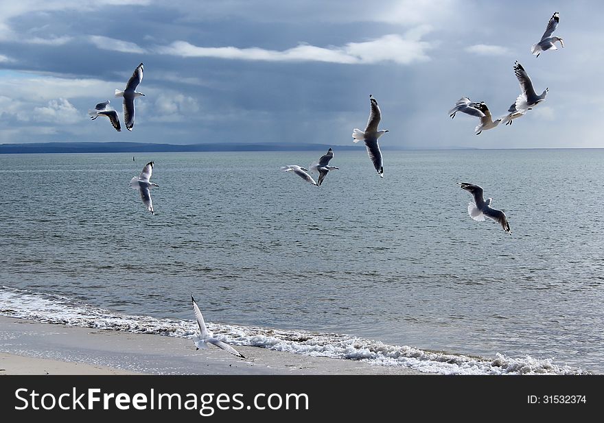 A Flock of graceful white seagulls flying over the sea at Busselton Western Australia on a cloudy day in early winter are looking for food. A Flock of graceful white seagulls flying over the sea at Busselton Western Australia on a cloudy day in early winter are looking for food.