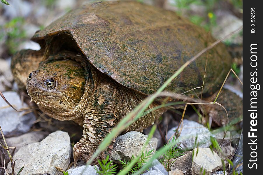 Common Snapping Turtle (Chelydra Serpentina) on land