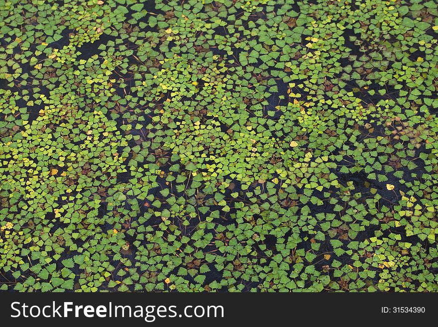 Water surface covered with a duckweed. Water surface covered with a duckweed