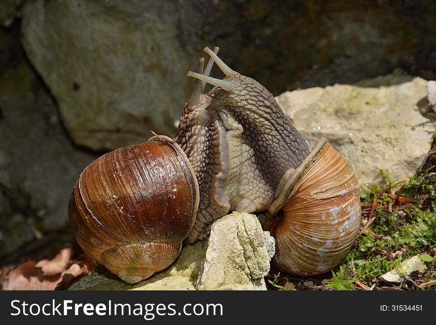 Two snails making love on a rock. Two snails making love on a rock