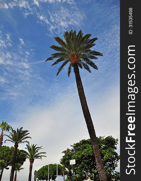 Palms and sky in Cannes, France