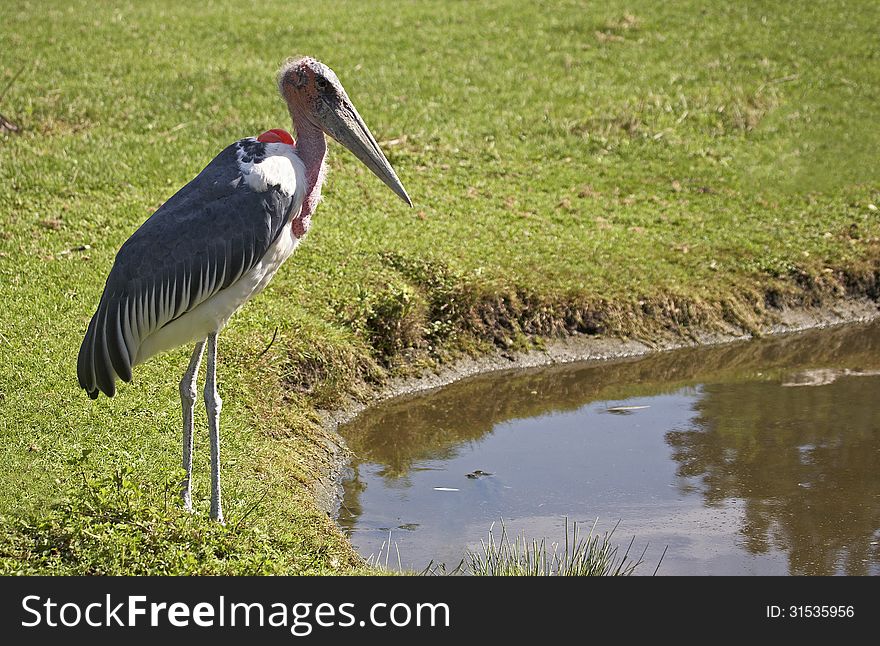 Marabou stork at the pond. Sort : Leptoptilos crumeniferus.