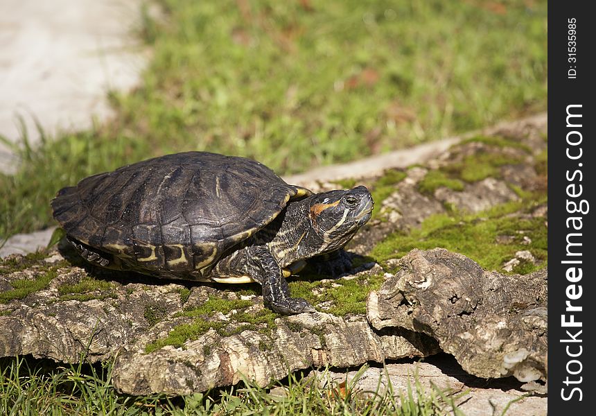 Painted Turtle