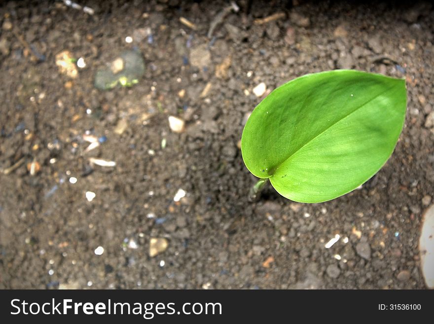 Green leaf on earth, little tree on earth