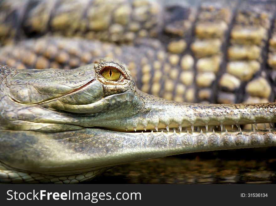 Long-nosed crocodile. Sort : Gavialis gangeticus. Long-nosed crocodile. Sort : Gavialis gangeticus.
