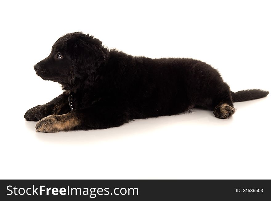 Young Beautiful dog lying isolated