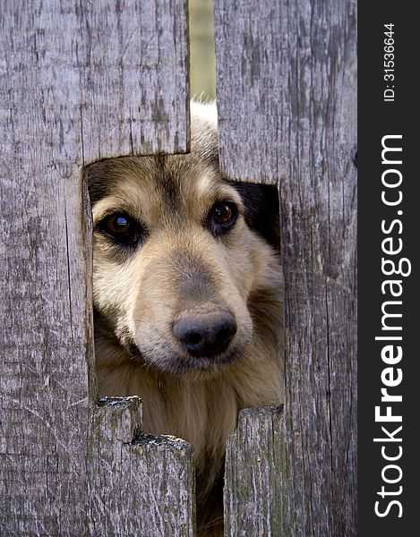 Dog peeking through the crack. Dog peeking through the crack