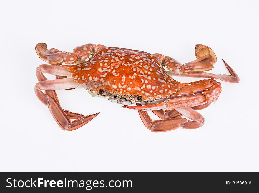 Steamed crab isolated on white background