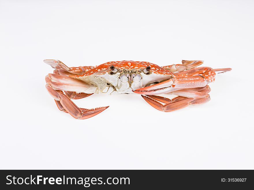 Steamed crab isolated on white background