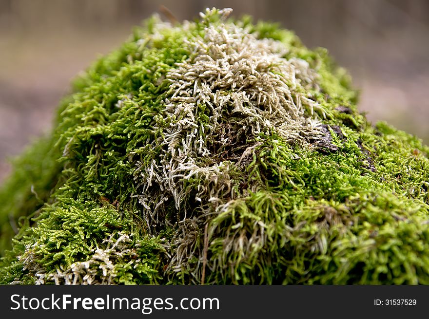 Moss on a tree in the forest