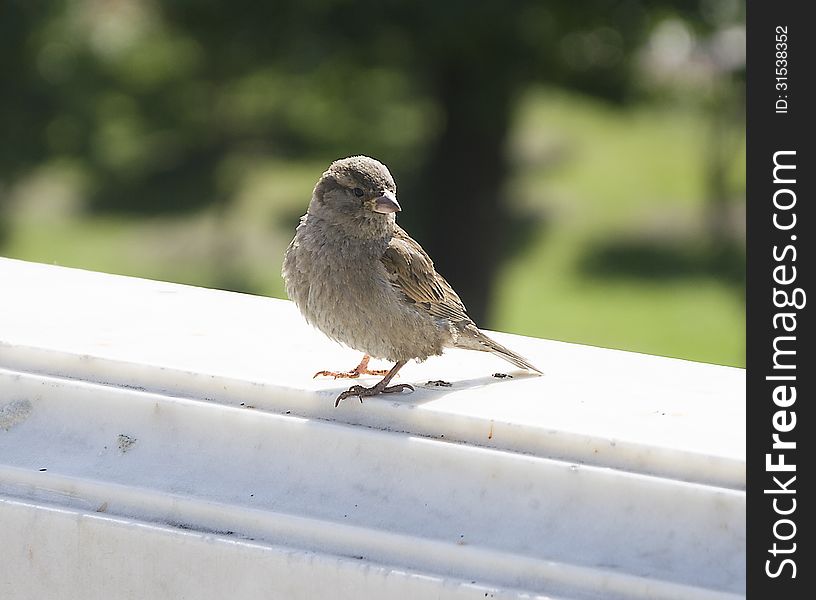 Sparrow on a marbale handrail in the summer urban garden