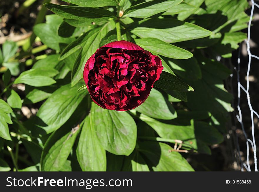 The head of a single Peony rose, which will be the first of many in my urban garden. The head of a single Peony rose, which will be the first of many in my urban garden.