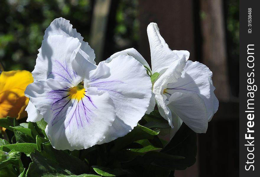 A white Pansy with purple veins, growing in a basket in my back garden. A white Pansy with purple veins, growing in a basket in my back garden.