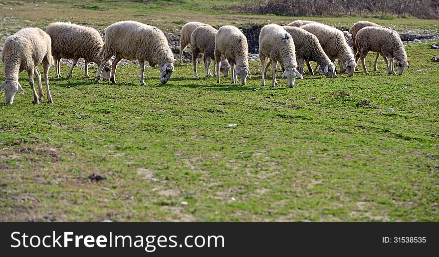 Green meadow and Sheep Grazing. Green meadow and Sheep Grazing