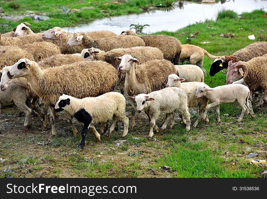 Green meadow and Sheep and lambs Grazing. Green meadow and Sheep and lambs Grazing
