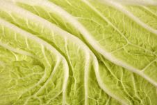 Chinese Cabbage Stock Photography