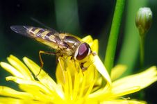Yellow Fly Royalty Free Stock Photo Yellow Fly Royalty Free Stock Photo