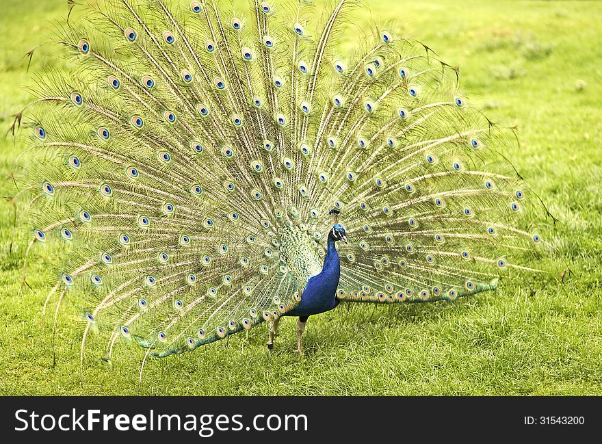 A peacock with feathers out.