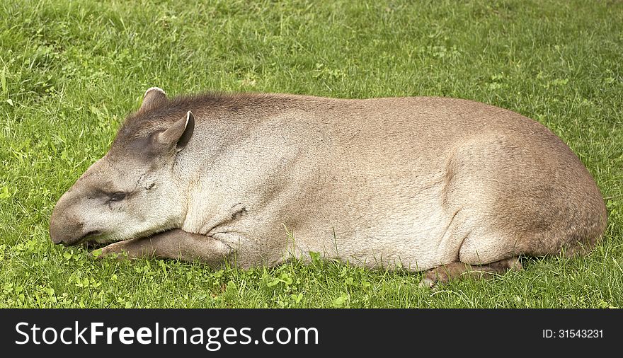 Brazilian tapir (Lowland tapir). Sort : Tapirus terrestris.