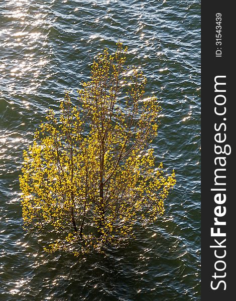 Treetop solo young spring leaves protruding above the water of a swamp. Treetop solo young spring leaves protruding above the water of a swamp