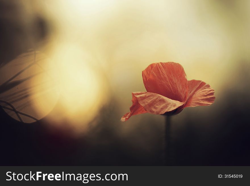 Red poppy on windy meadow