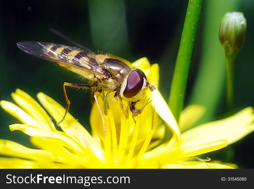 Yellow fly looks like a sting in a flower