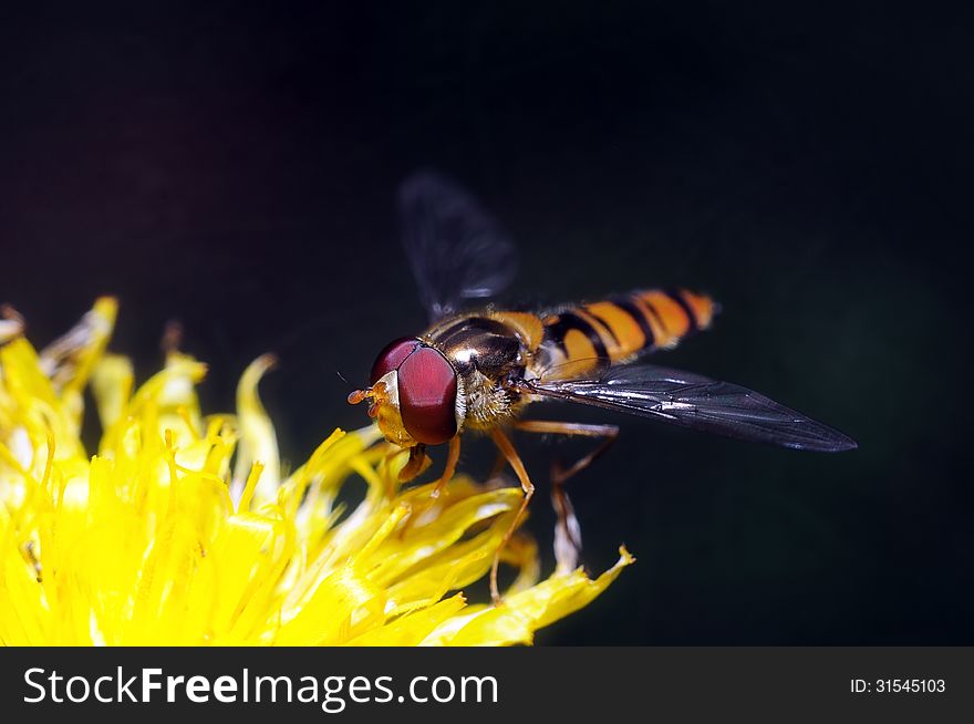 Yellow fly looks like a sting on a flower