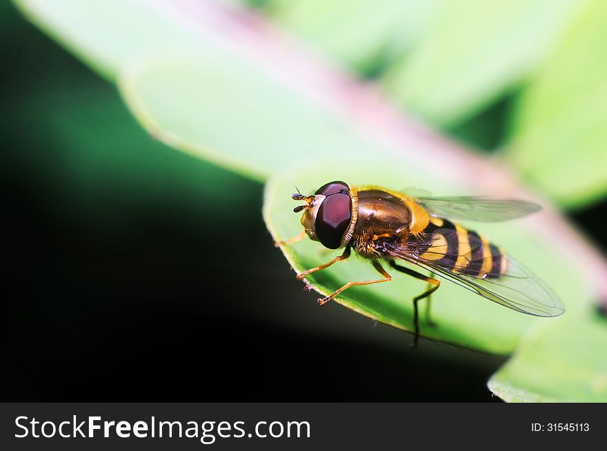 Yellow fly looks like a sting on dark background