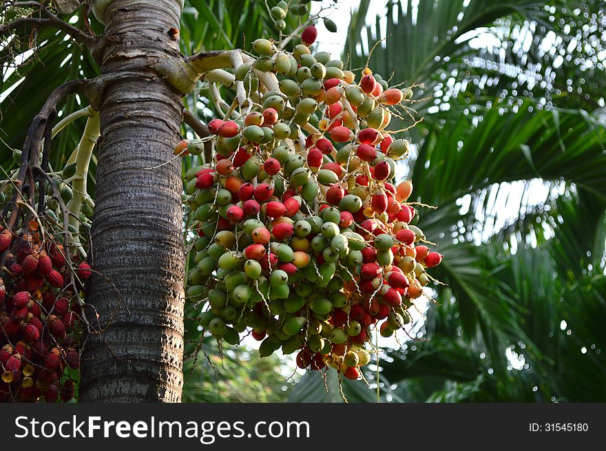 Palm areca betelpalm tree plant. Palm areca betelpalm tree plant