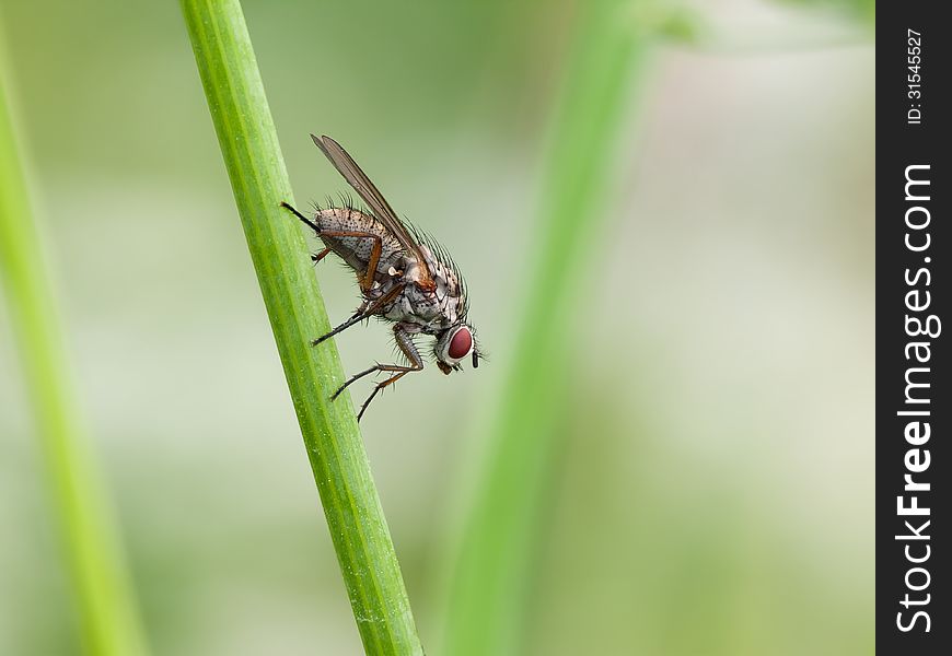 The fly with red eyes sitting on a bent grass.