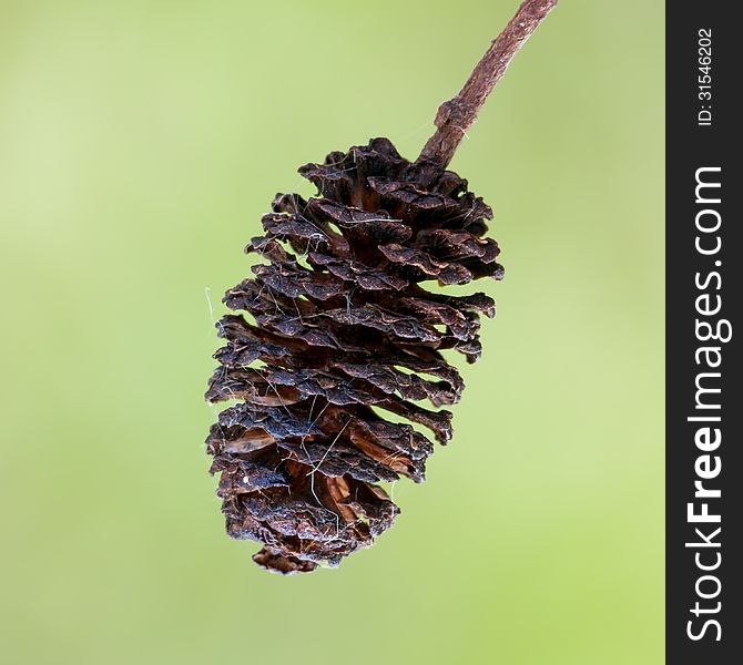 The cone of a alder tree (Alnus sp.).