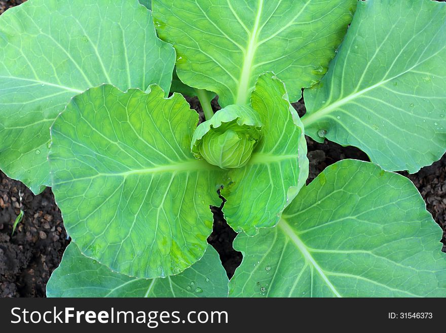 Growing in the garden green cabbage. Growing in the garden green cabbage