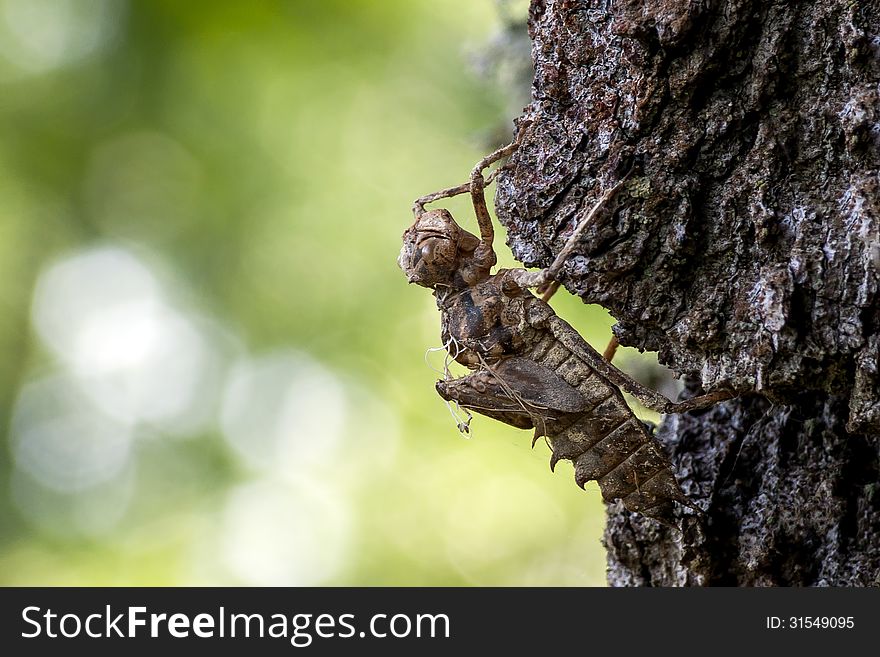 The slought of a dragonfly on a tree.