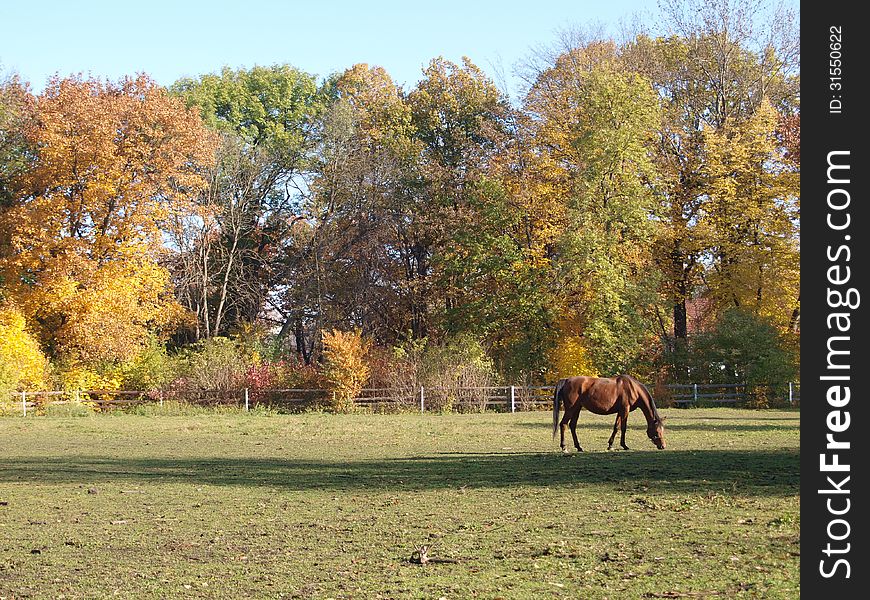 Big tree with autumn leaves and Horse
