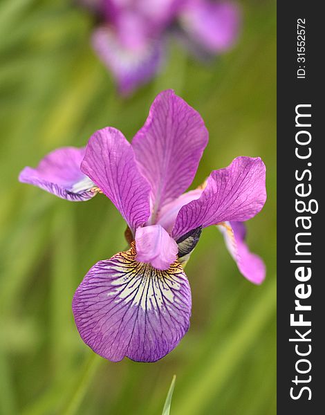 Iris flower on green background