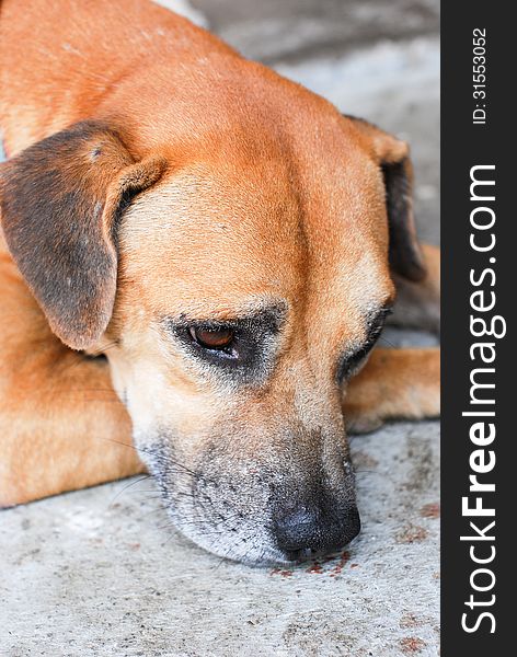 Dog resting on the ground. Dog resting on the ground