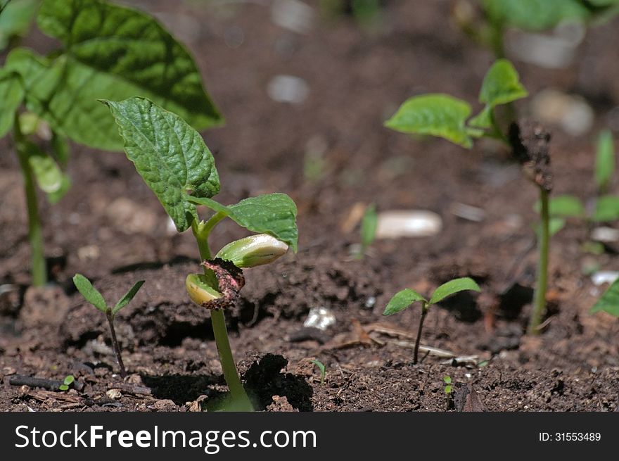 Bean Sprouts growing in a raised bed