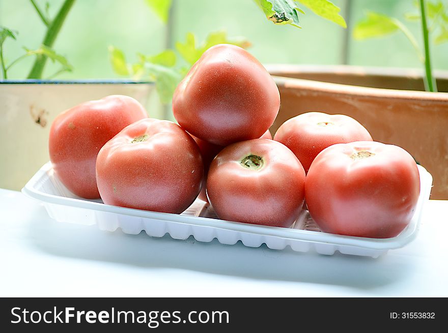 tomatoes belong to fruit or vegetable photo taken after shopping