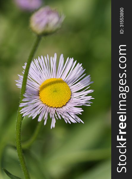 Daisy flowers with green background