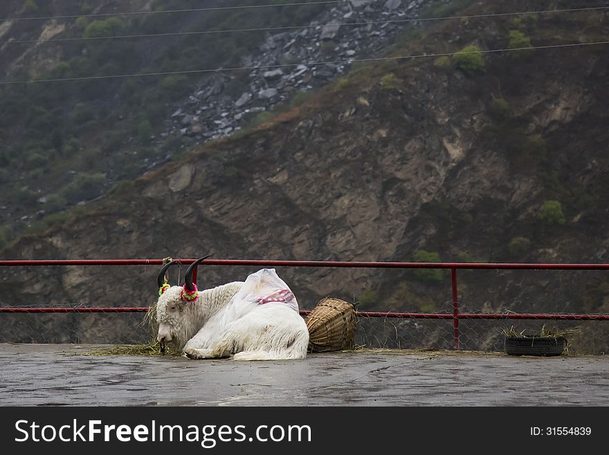 This lucky all white Yak is considered Holy by the Tibetans and is adorned with colorful ornaments and will not be slaughtered today!. This lucky all white Yak is considered Holy by the Tibetans and is adorned with colorful ornaments and will not be slaughtered today!