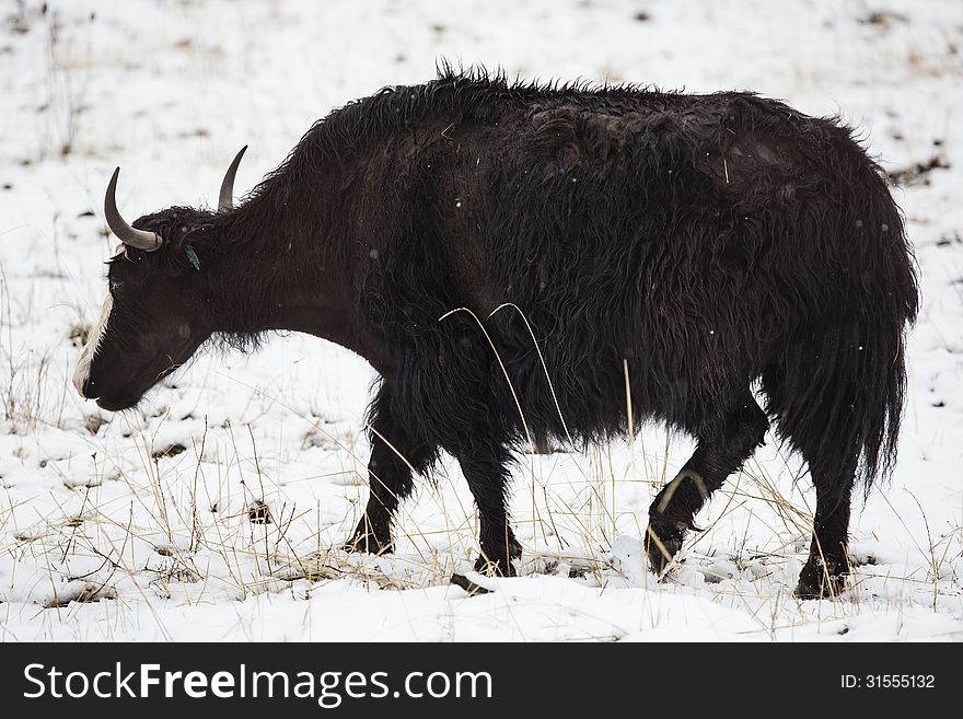 Yak Walking In The Snow