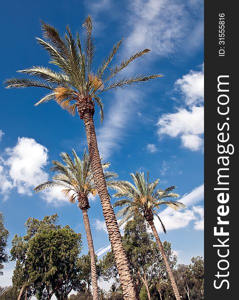 Flowering date palms.