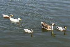 Group Of Ducks With Different Colors Swimming In The Pond Royalty Free Stock Photography