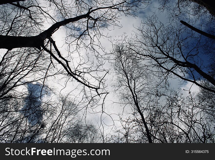Tall bare trees in Scotland