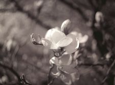 Magnolia Flower. Stock Images