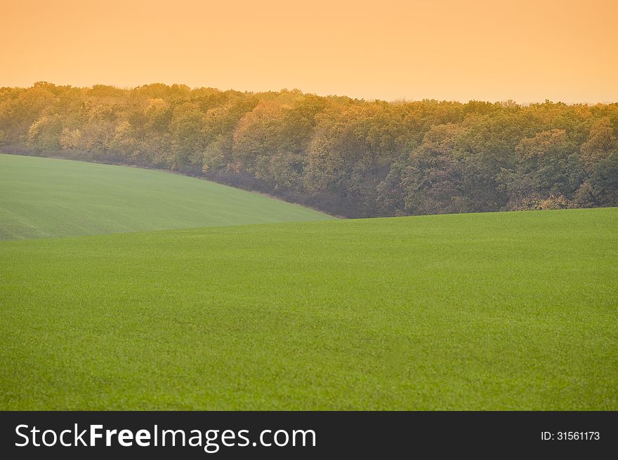 Green field of wheat late fall