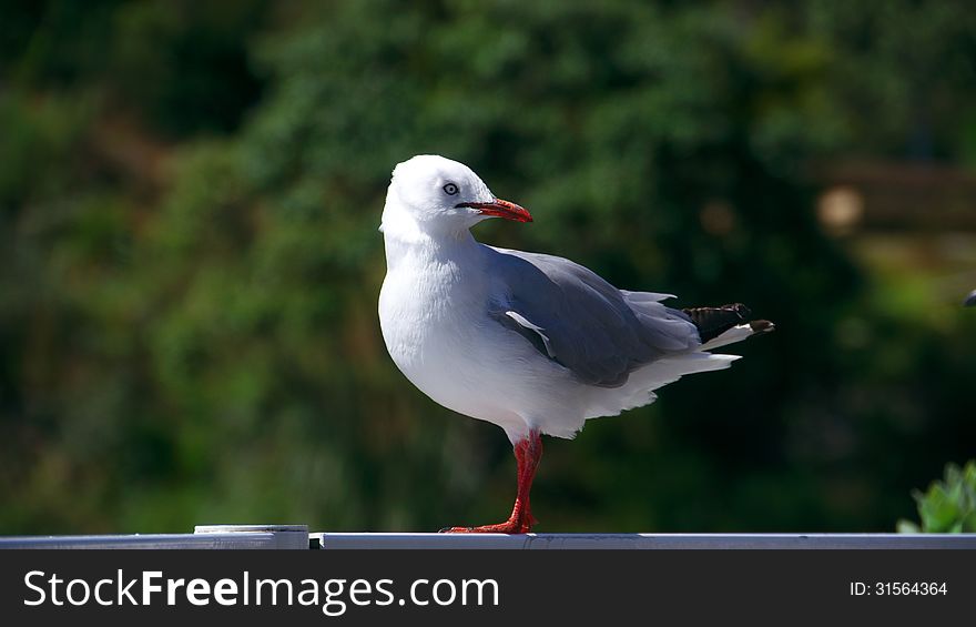 A seagull watching in the Camera in front of trees. A seagull watching in the Camera in front of trees