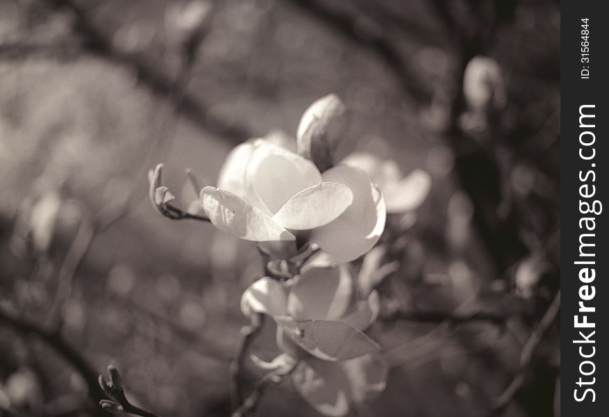 Magnolia tree (magnolia soulangeana) in bloom. Black and white image. Magnolia tree (magnolia soulangeana) in bloom. Black and white image.