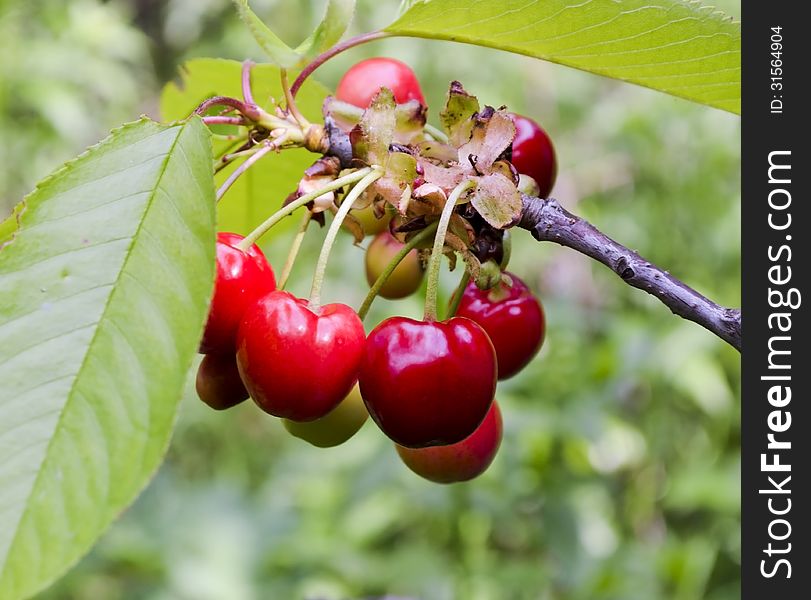 The photo shows several berries ripe cherry a close-up on the branch.